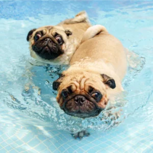Swim Session